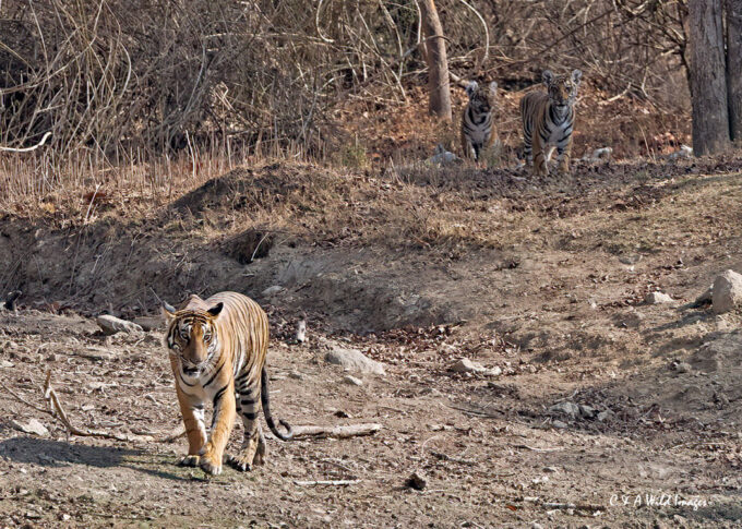 Tigress and her two cubs