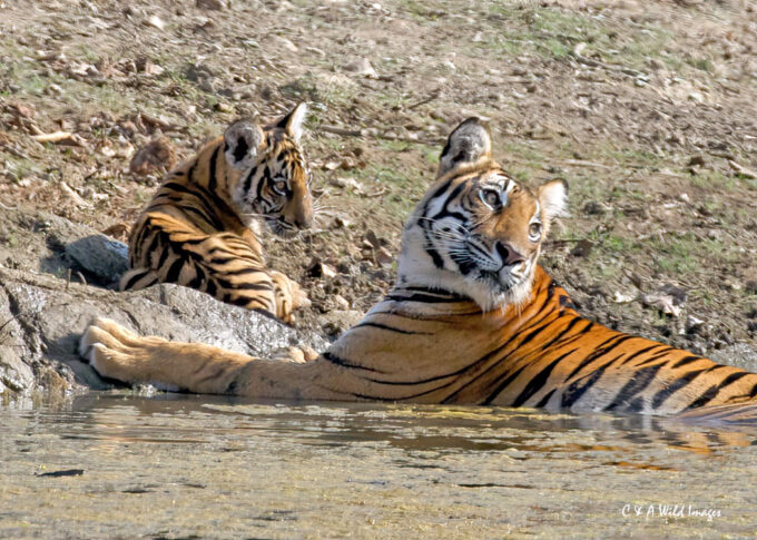 Tigress and cub at the waterhole
