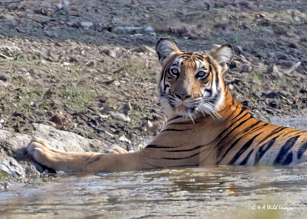 Tigress cooling down at the waterhole