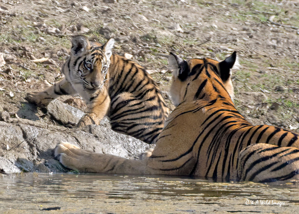 Tigress and cub at the waterhole
