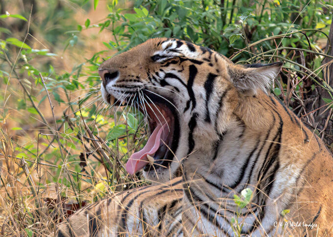 Tigress