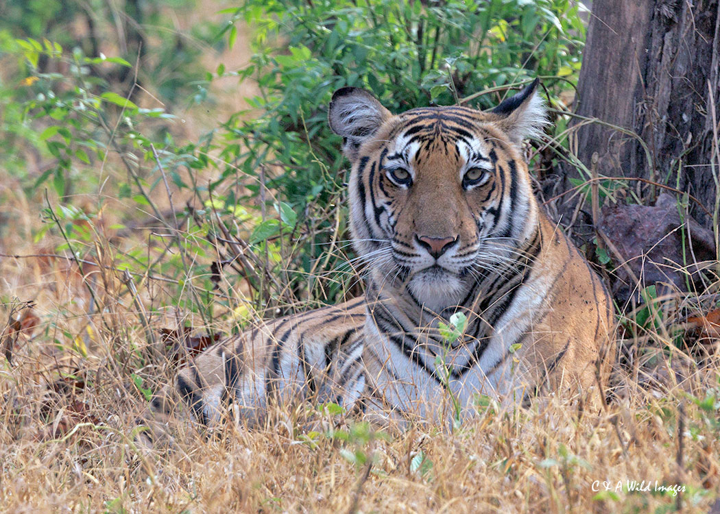 Tigress