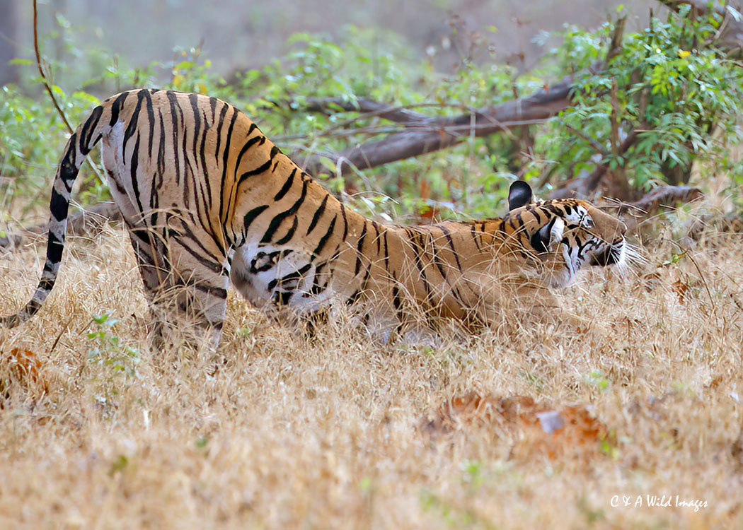 Tigress