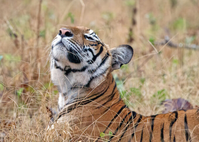 Tigress