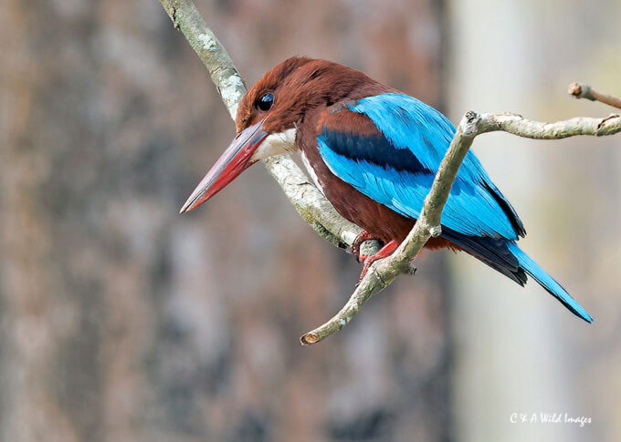 White-bellied Kingfisher