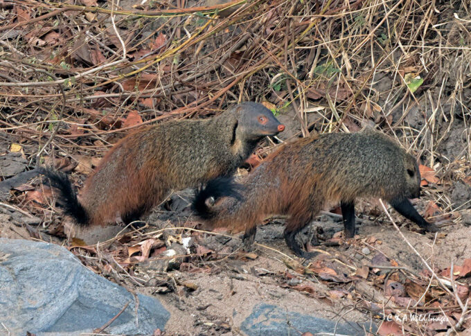 Indian-grey Mongooses