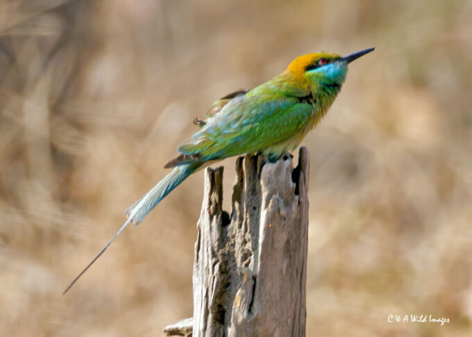 Asian Green Bee-eater