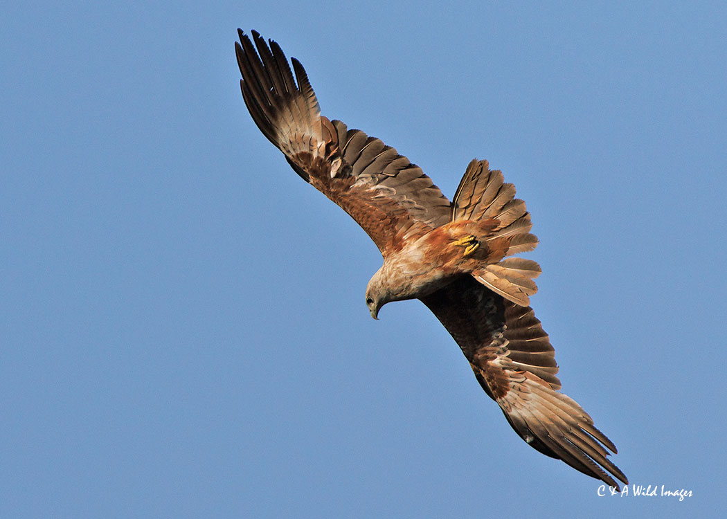Black Kite in flight