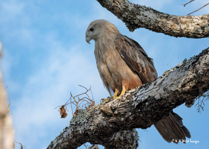 Black Kite