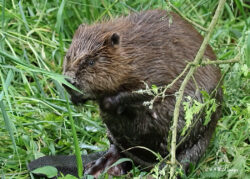 Beaver Diaries July 2024