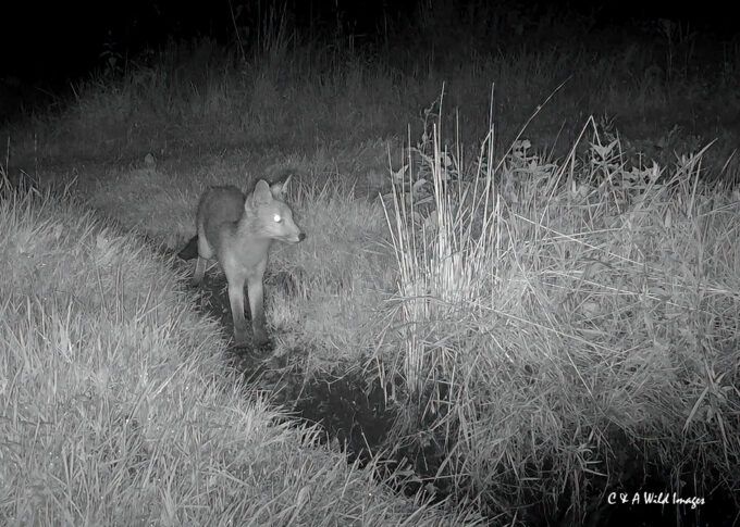 Fox at Sculthorpe Moor