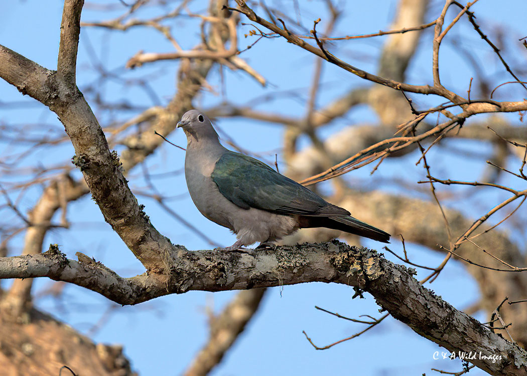 Grey-Imperial Pigeon