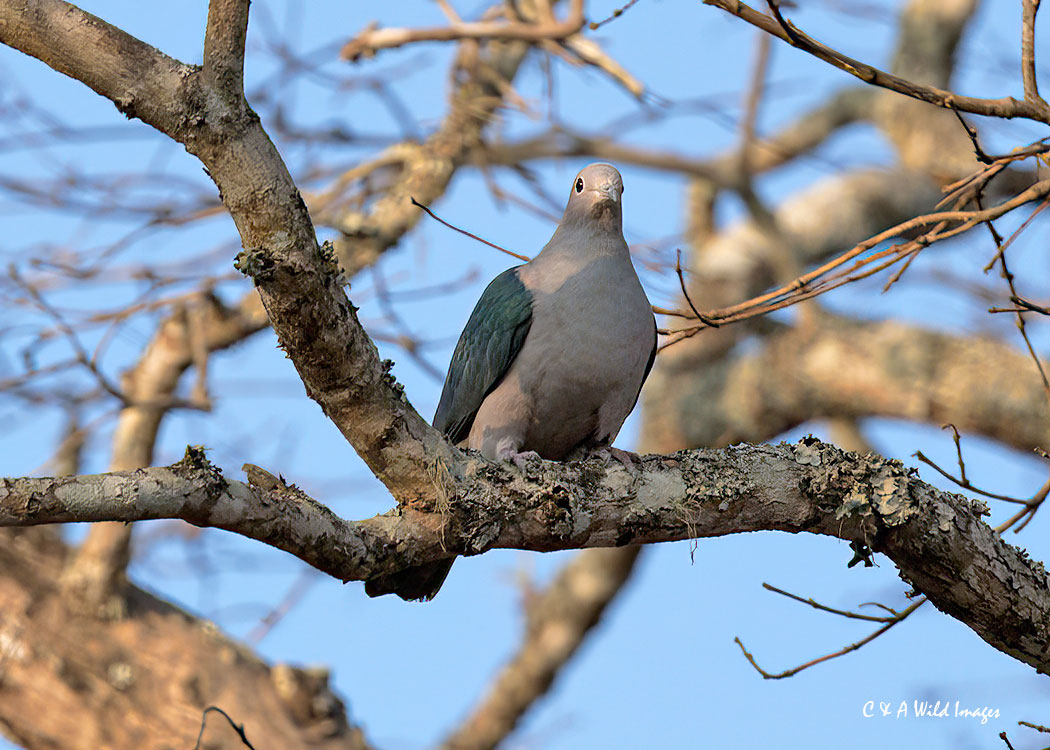 Grey-Imperial Pigeon