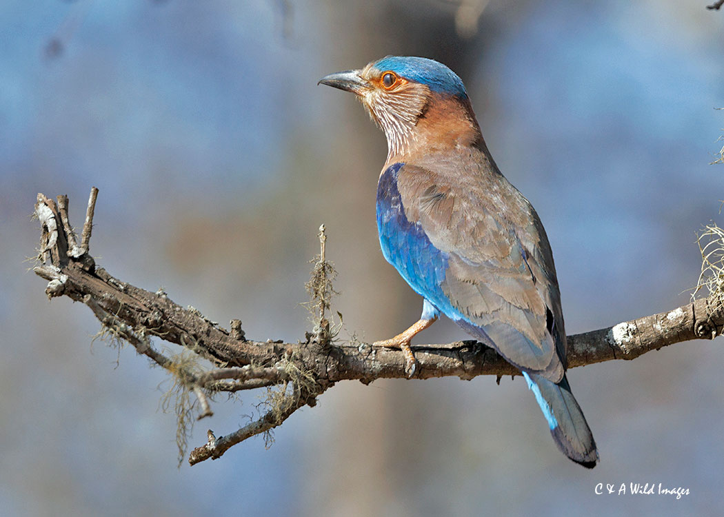 Indian Roller