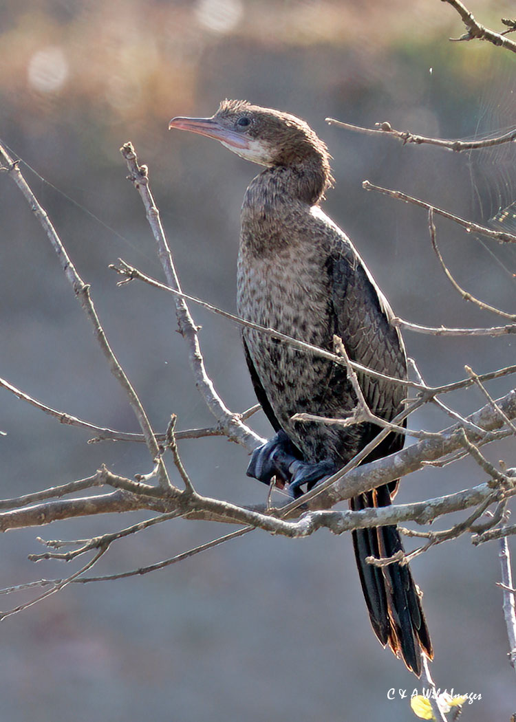 Little Cormorant