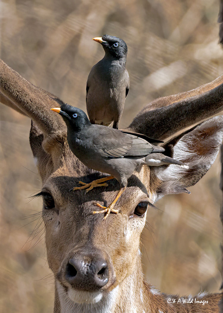 Spotted Deer and Mynah birds