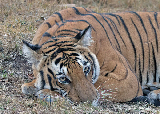Bengal tigress resting