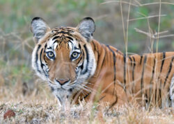 Nagarahole Tiger Reserve-Day 8