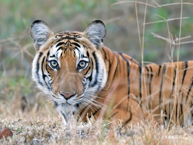 Tigress at eye level