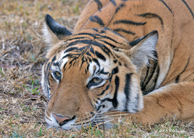 Bengal tigress resting
