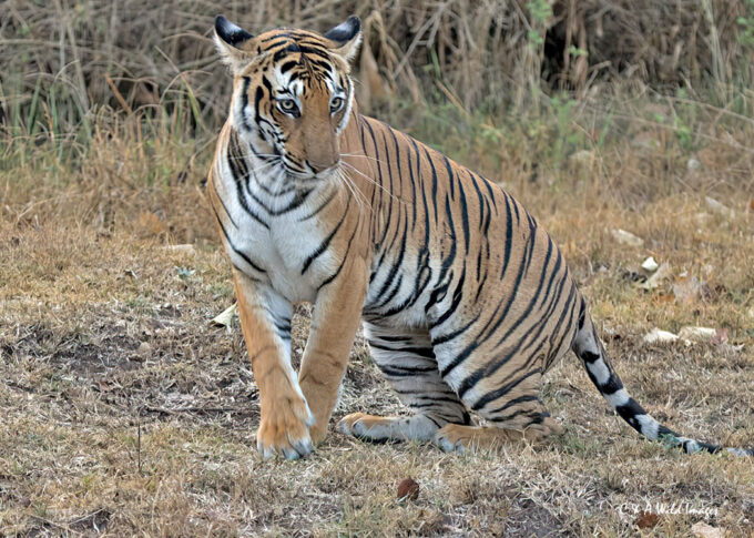 Bengal tigress