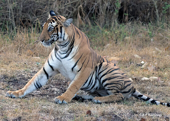 Alert Tigress