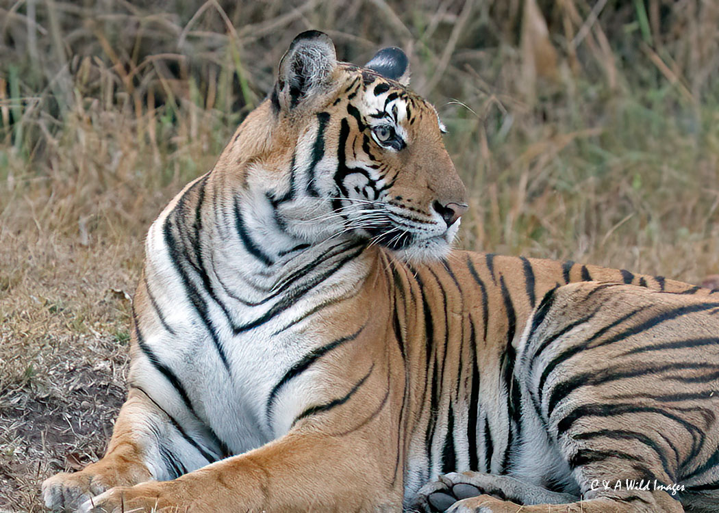 Tigress