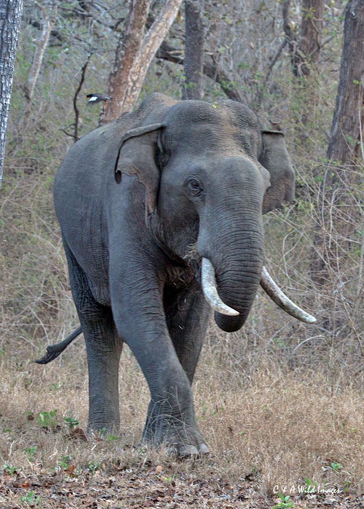 Indian Elephant