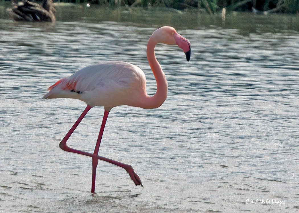Greater Flamingo