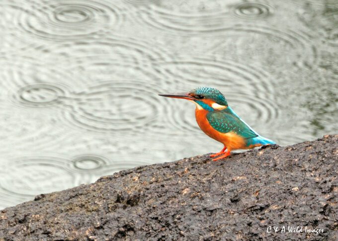 Kingfisher