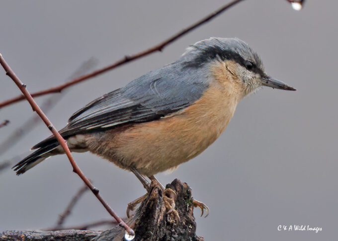 Nuthatch