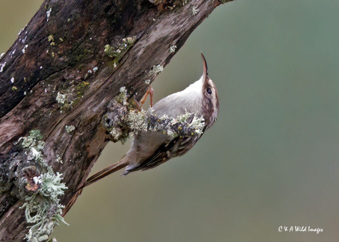 Short-toed-Treecreeper