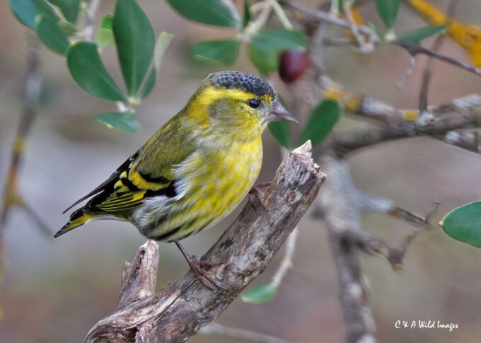 Siskin Male