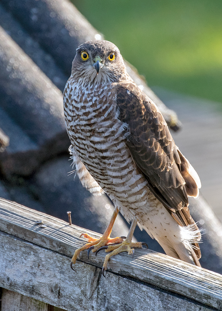 Female Sparrowhawk has become a regular visitor