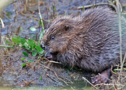 Explore the Sculthorpe Beaver Enclosure – Interactive Map