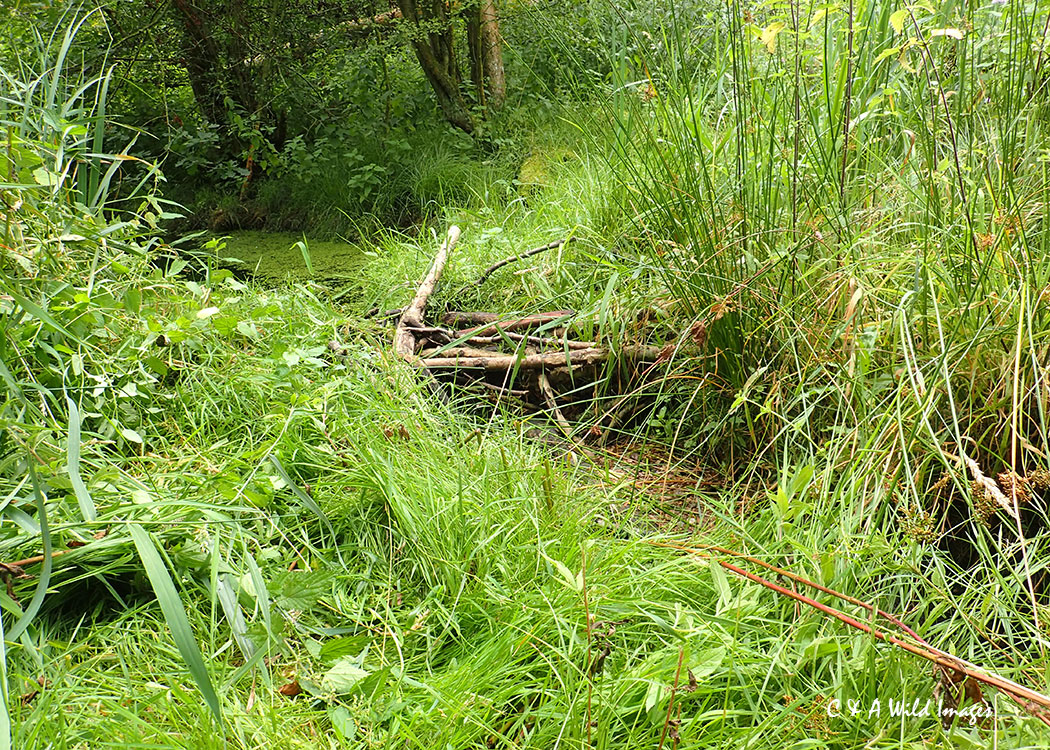 Beaver dam at Sculthorpe Moor