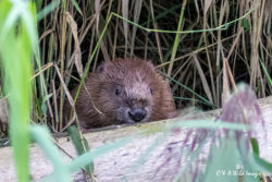 Beaver Diaries September 2024