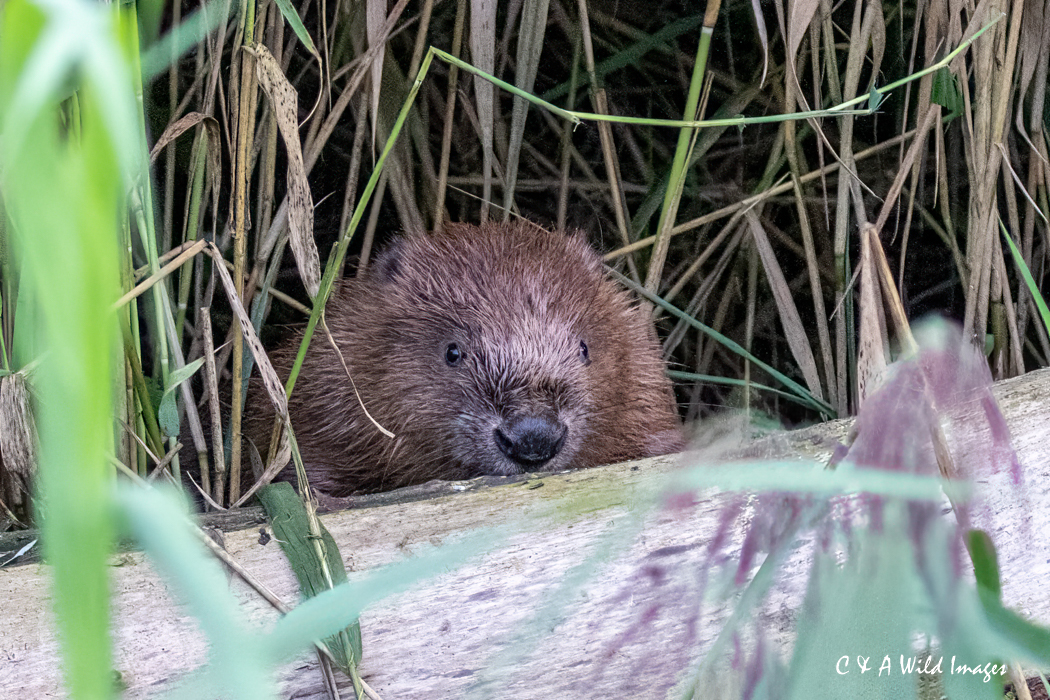 Beaver kit Sept 2024 at Sculthorpe Moor