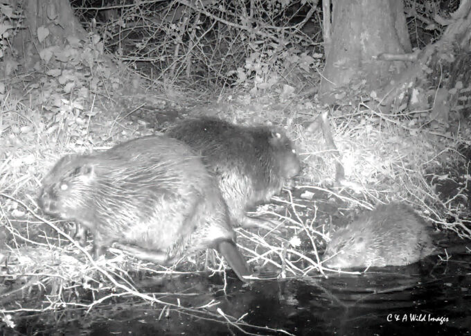 Beavers with kit at Sculthorpe Moor