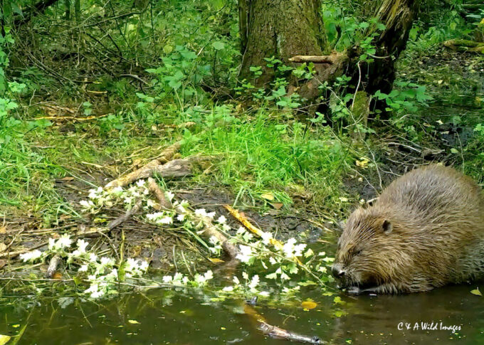 Still from trail camera showing Beaver at Sculthorpe Moor