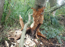 Beaver Diaries August 2024