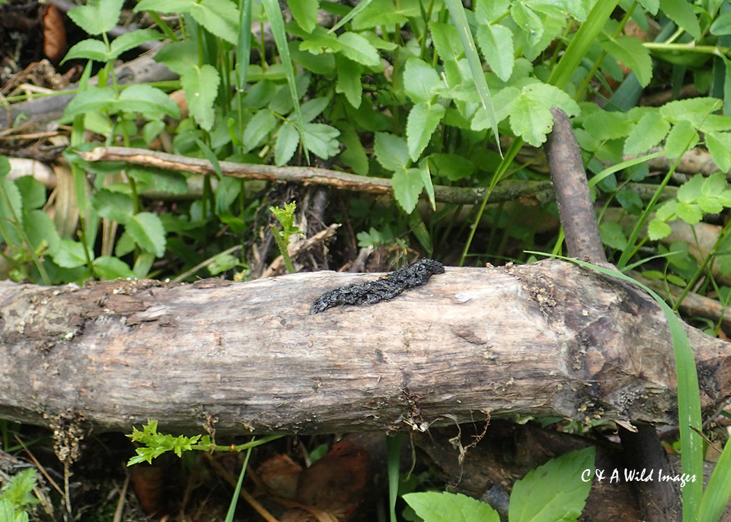 Otter spraint at Sculthorpe Moor