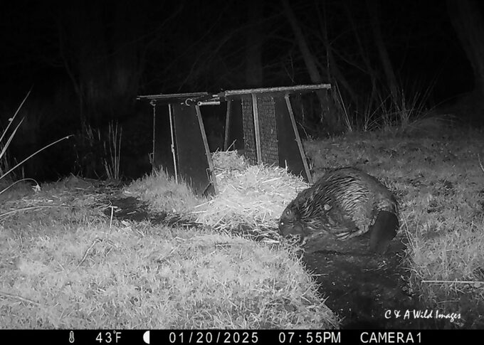 Beaver at the bavarian trap at Sculthorpe Moor