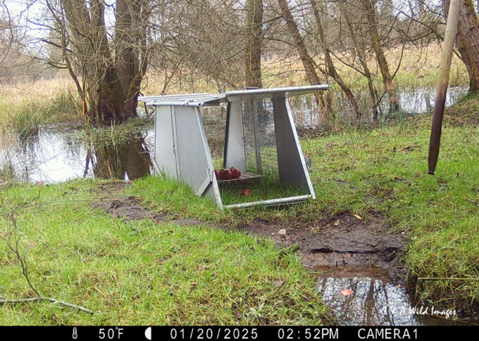 Bavarian trap at Sculthorpe Moor
