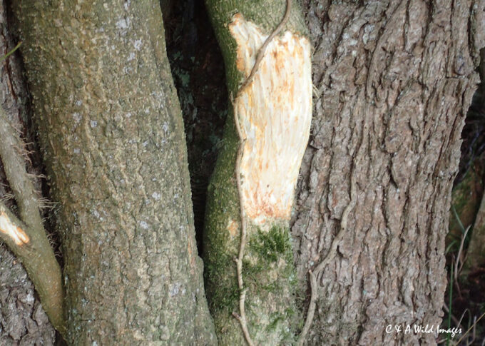 Evidence of Beaver gnawing on lvy