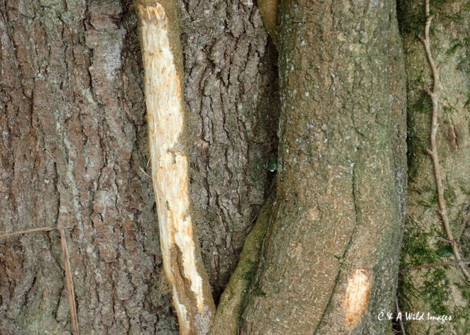 Evidence of Beaver gnawing on lvy