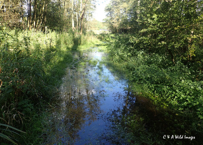 Flooded path along the Oak Fen Drain at sculthorpe moor nature reserve in October 2024
