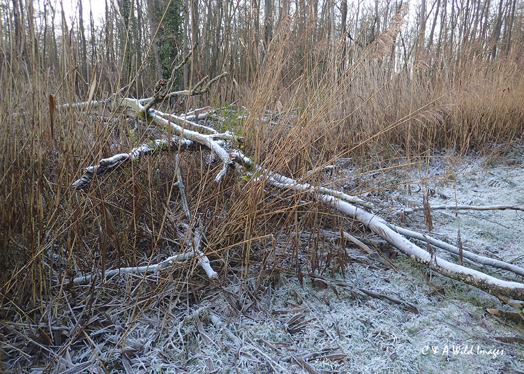 Fallen trees Oak fen drain at Sculthorpe Moor in winter