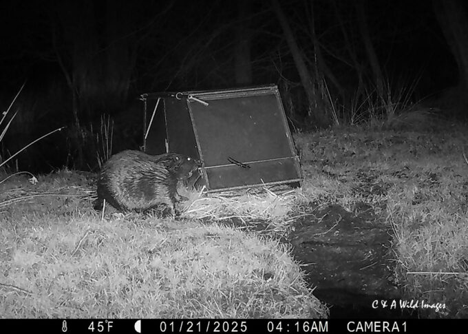 Beaver at the bavarian trap at Sculthorpe Moor