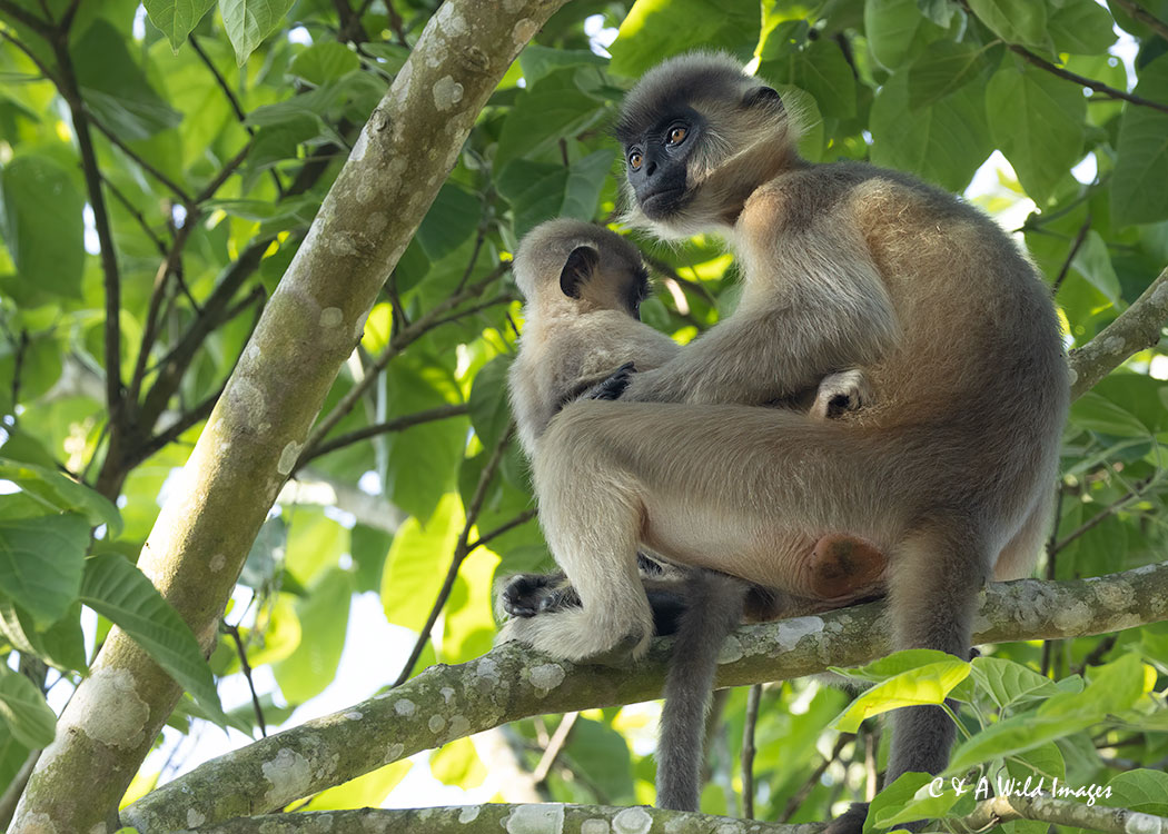 Capped langur and infant